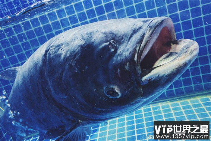 世界十大淡水凶猛鱼 亚马逊鲇鱼体型较大(较为凶猛)