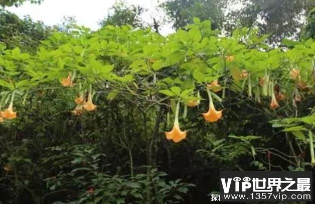 世界十大危险植物 坏女人花有毒性的草(产于墨西哥)