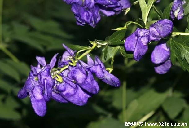 世界十大危险植物 坏女人花有毒性的草(产于墨西哥)