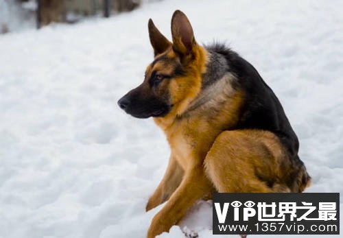 世界上最丑的犬种，卡西莫多犬没有脖子