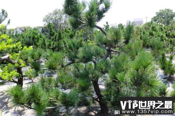 世界上最能忍受紫外线照射的植物 南欧黑松(可直射635小时)