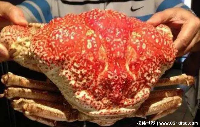 世界上最重的蟹 皇帝蟹外壳就像洗脸盆(价格昂贵)
