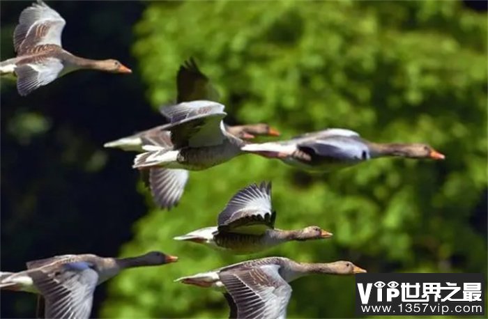 在自然界中，哪种鸟飞得最高？有何依据？