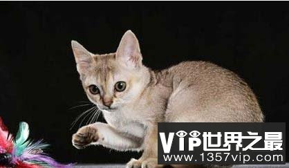世界上最小的4种猫，看起来十分可爱