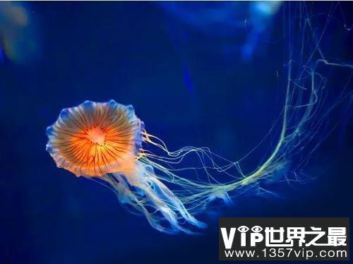 世界上最大的水母叫什么名字？北极霞水母