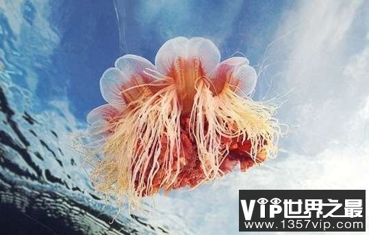 世界上最大的水母叫什么名字？北极霞水母