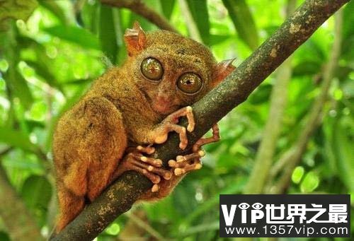 世界上眼睛最大的猴子，眼镜直径超过1厘米