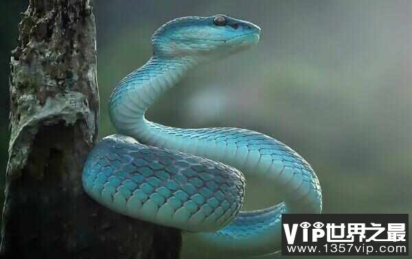 世界上最罕见的5种蛇，蓝血蛇价格在500万左右