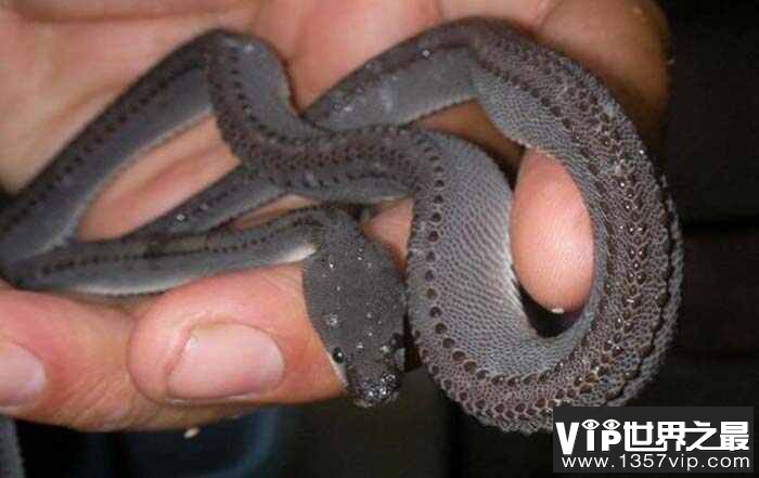 世界上最罕见的5种蛇，蓝血蛇价格在500万左右