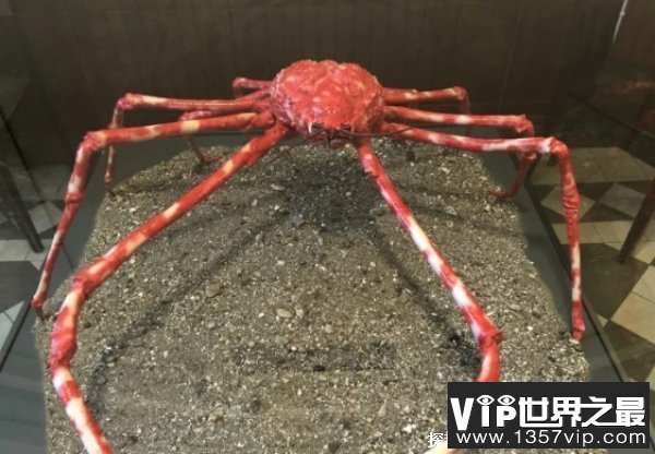 最大的螃蟹是什么 螃蟹最大的有几斤（巨螯蟹）