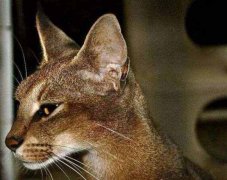 世界上最贵最稀有的猫：卡勒拉猫性格忠诚，形态健美