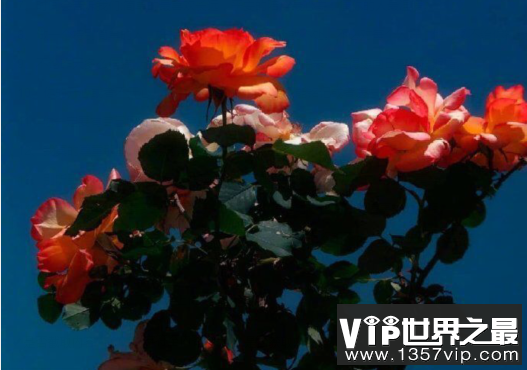 /uploads/allimg/c230625/1DL50Q53ZP-H626.png