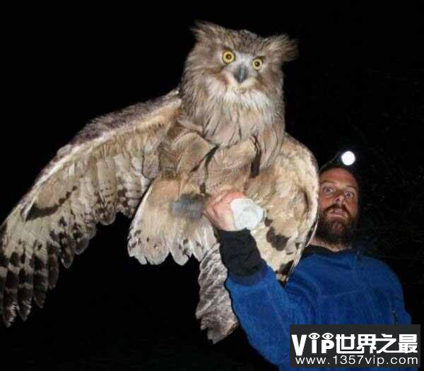 世界上最大的猫头鹰，毛腿鱼鸮体长可达77cm
