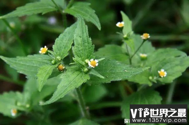 世界上最尴尬的野草 牛膝菊在国外泛滥成灾(原产地美洲)