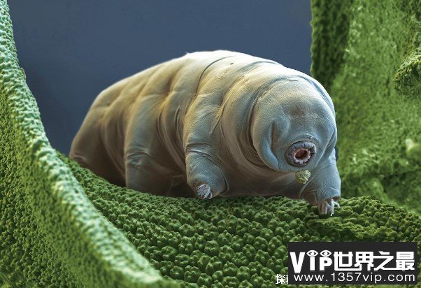 世界上生命力最顽强的生物 水熊虫是微观生物(仅几毫米)