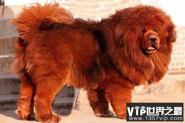 护主人最忠诚的狗排名：中华田园犬上榜，第一是拉布拉多