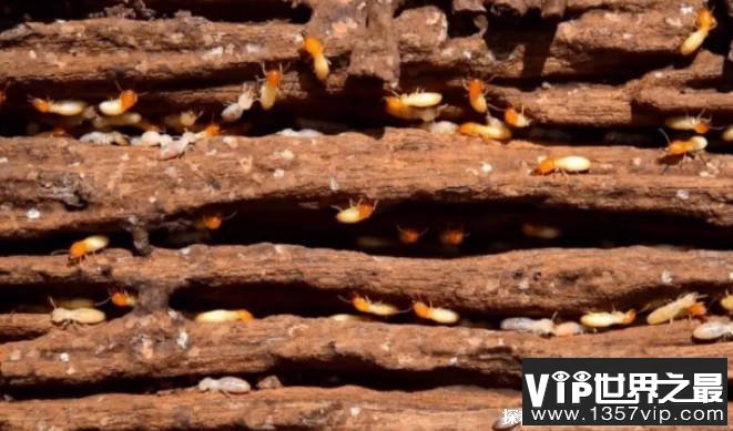 世界上最古老的社会性昆虫 白蚁历史悠久(分布范围广)