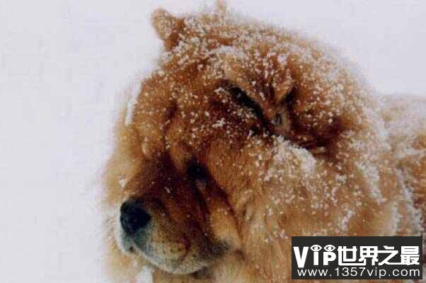 中国十大本土特有犬种：藏獒、西施犬榜上有名