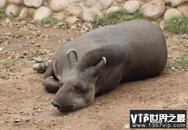 世界上十大最奇特的动物 皇绢毛猴比较神奇(智商很高)