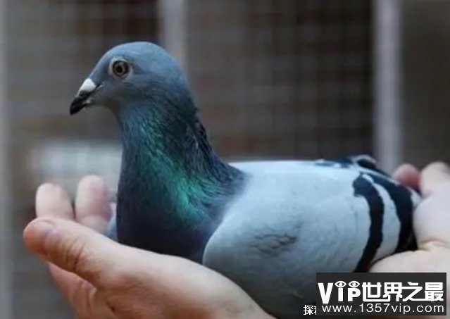 世界上最贵的信鸽 名叫阿曼多的明星赛鸽(约952万元)