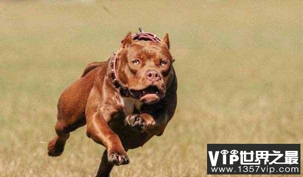 世界最有名的恶犬是哪种？世界十大恶犬排名