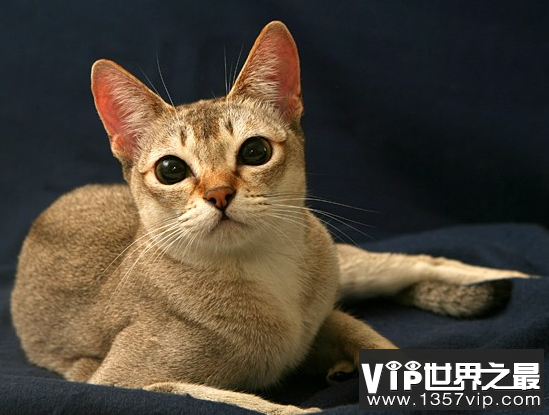 世界上最小的猫和最大的猫