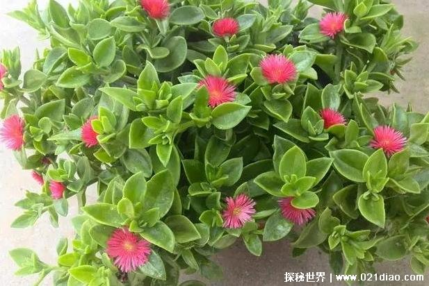 世界上十大常见吊兰品种 金鱼吊兰观赏价值高(形状像金鱼)