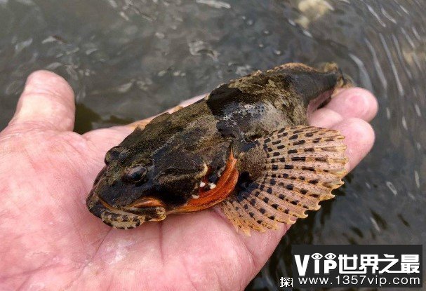 世界十大顶级的食用鱼 鰤鱼是高端生食鱼品(营养丰富)