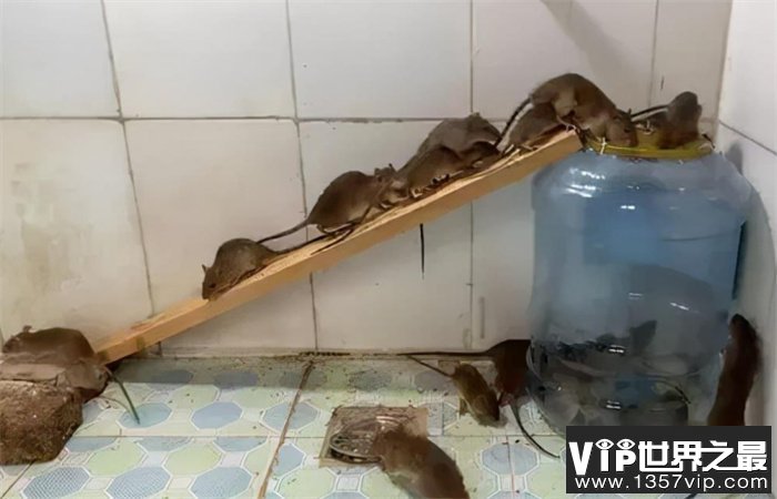 老鼠最怕什么气味 怎么把老鼠赶走(辣椒) 老鼠最怕什么气味 怎么把老鼠赶走(辣椒)