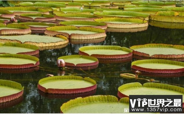 世界上叶片最大的水生植物 王莲可承受75公斤(观赏价值高)