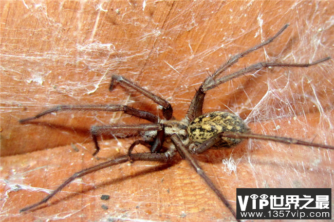 世界十大致命蜘蛛 排名第一的蜘蛛毒性比黑寡妇强20倍