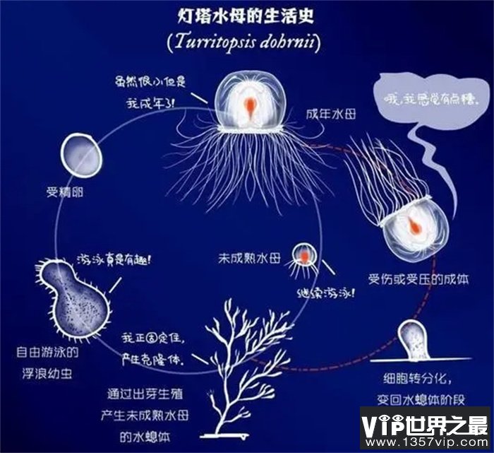 世界上最长寿的生物，竟然真能达到理论上的永生