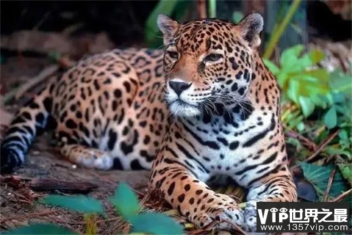 世界十大最凶猛的动物排名，第一名是它，狮子都比不过