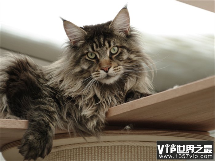 世界上最大的猫咪 身体长度超过1m（大型猫咪）