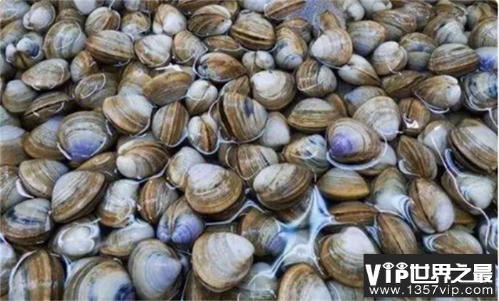 年龄最长的十种动物排名  睡鲨能活400岁  乌龟也只排第六