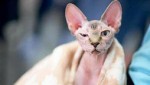 世界上血统最高贵的猫 波斯猫稳排第一