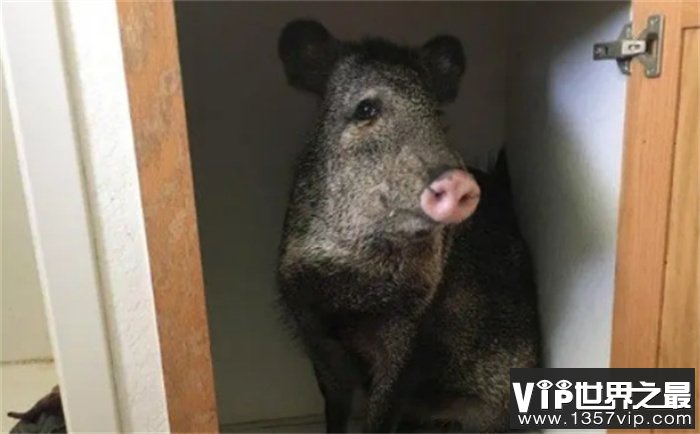美洲“本土野猪”  长成猪样  也活成猪样  咋就混成濒危物种了