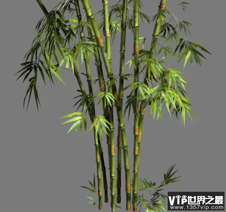 郑板桥名句咬定青山不放松立根原在破岩中描写的是哪种植物 蚂蚁庄园9月22日答案