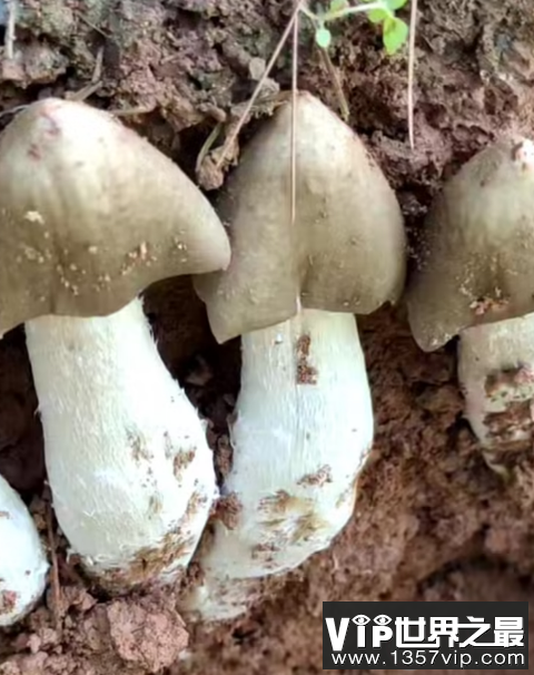 云南发现1.4公斤重大鸡枞 鸡枞菌可以人工种植吗