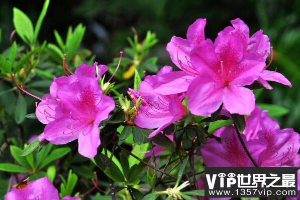 世界最毒的花——杜鹃花