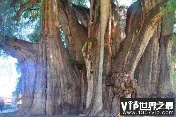 世界十大最古老树木 中国贵州长顺古银杏树上榜，第一树龄9500年