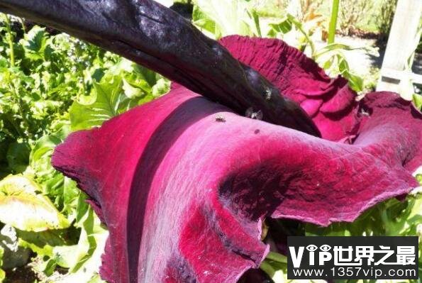 世界上十大最令人惊讶的奇异植物——龙海芋