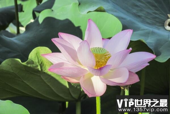 中国传统十大名花——荷花