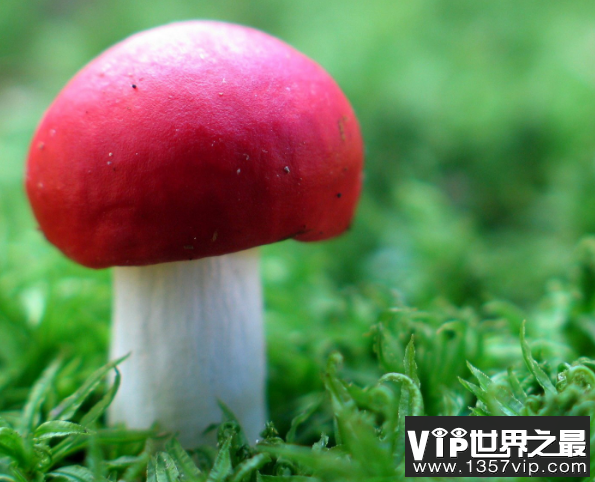 蘑菇和茄子一起吃会中毒吗 吃了有毒的蘑菇怎么办