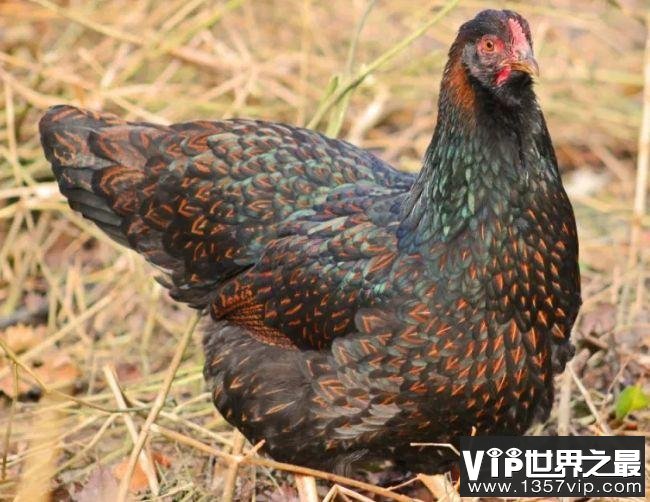 世界十大最佳鸡品种 肉质鲜美品种优良