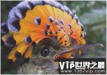 世界上羽冠最美的雀，皇霸鹟拥有一顶艳丽的扇状皇冠