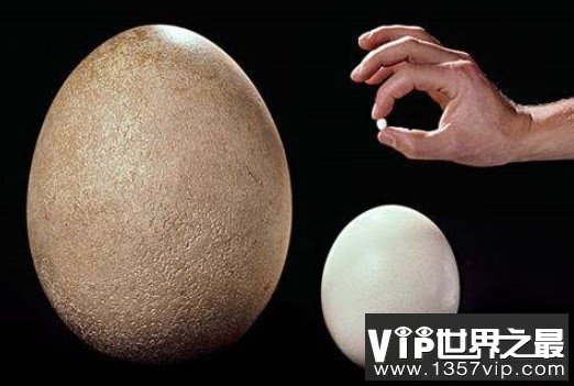世界上最小的蛋,比鸡蛋还有小120倍的蛋