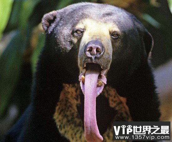 世界上最小的熊，成年体都不超过1米5