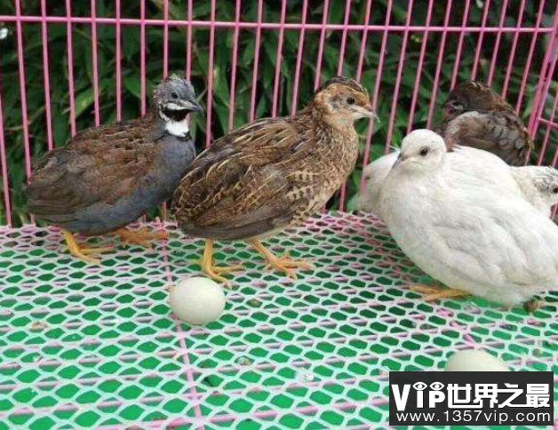 世界上最小的鸡,只有45克左右