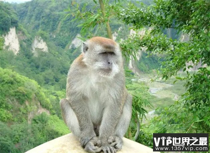猴痘病毒真的很危险吗  为何总共90多人感染  却引起这么大风波